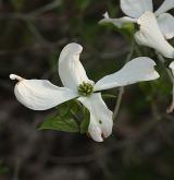 dřín květnatý <i>(Cornus florida)</i> / Květ/Květenství