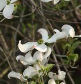 dřín květnatý <i>(Cornus florida)</i> / Květ/Květenství