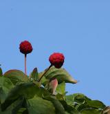 dřín japonský <i>(Cornus kousa)</i> / Plod