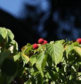 dřín japonský <i>(Cornus kousa)</i> / Plod