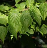 dřín japonský <i>(Cornus kousa)</i> / List