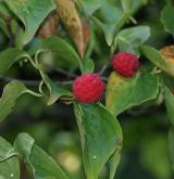 dřín japonský <i>(Cornus kousa)</i> / Plod