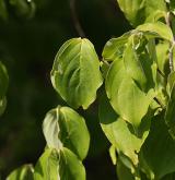 dřín japonský <i>(Cornus kousa)</i> / List