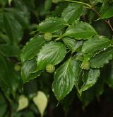 dřín japonský <i>(Cornus kousa)</i> / Plod