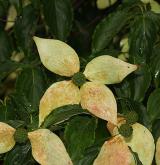 dřín japonský <i>(Cornus kousa)</i> / Květ/Květenství