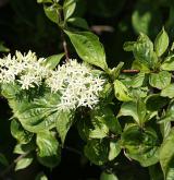 svída krvavá <i>(Cornus sanguinea)</i> / Habitus