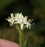 svída krvavá <i>(Cornus sanguinea)</i> / Květ/Květenství