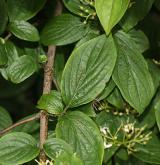 svída krvavá <i>(Cornus sanguinea)</i> / List