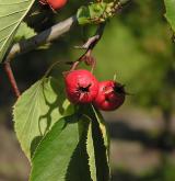 hloh břekolistý <i>(Crataegus coccinea)</i> / Plod