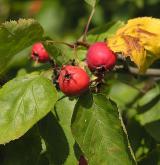 hloh břekolistý <i>(Crataegus coccinea)</i> / Plod