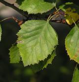 hloh břekolistý <i>(Crataegus coccinea)</i> / List