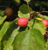 hloh břekolistý <i>(Crataegus coccinea)</i> / Plod