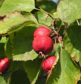 hloh břekolistý <i>(Crataegus coccinea)</i> / Plod