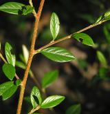 skalník vrbolistý <i>(Cotoneaster salicifolius)</i> / 