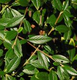 skalník vrbolistý <i>(Cotoneaster salicifolius)</i> / 