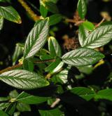 skalník vrbolistý <i>(Cotoneaster salicifolius)</i> / 