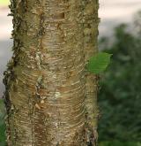 bříza žlutá <i>(Betula alleghaniensis)</i> / Borka kmene
