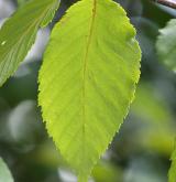 bříza žlutá <i>(Betula alleghaniensis)</i> / List