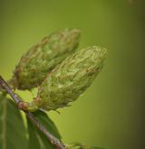 bříza žlutá <i>(Betula alleghaniensis)</i>