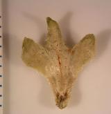 bříza žlutá <i>(Betula alleghaniensis)</i> / Plod