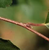 bříza žebrovaná <i>(Betula costata)</i> / Větve a pupeny