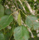 bříza Jacquemontova <i>(Betula jacquemontii)</i> / Plod