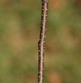 bříza topololistá <i>(Betula populifolia)</i> / Větve a pupeny