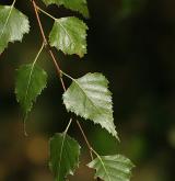 bříza topololistá <i>(Betula populifolia)</i> / List