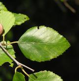bříza černá <i>(Betula nigra)</i> / List