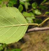 bříza černá <i>(Betula nigra)</i> / List