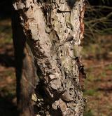 bříza černá <i>(Betula nigra)</i> / Borka kmene