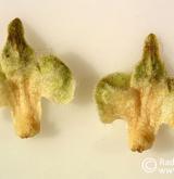 bříza topololistá <i>(Betula populifolia)</i> / Plod