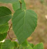bříza čínská <i>(Betula albo-sinensis)</i> / List