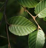 bříza čínská <i>(Betula albo-sinensis)</i> / List