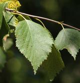 bříza pýřitá <i>(Betula pubescens)</i> / List