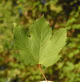 javor klen <i>(Acer pseudoplatanus)</i> / List