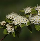 tavolník chlupatý <i>(Spiraea hirsuta (Hemsl.) C.K.Schneid.)</i> / Květ/Květenství