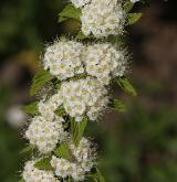 tavolník chlupatý <i>(Spiraea hirsuta (Hemsl.) C.K.Schneid.)</i> / Květ/Květenství