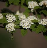 tavolník chlupatý <i>(Spiraea hirsuta (Hemsl.) C.K.Schneid.)</i>