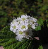 tavolník chlupatý <i>(Spiraea hirsuta (Hemsl.) C.K.Schneid.)</i> / Květ/Květenství