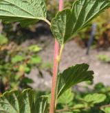 tavolník chlupatý <i>(Spiraea hirsuta (Hemsl.) C.K.Schneid.)</i> / Ostatní