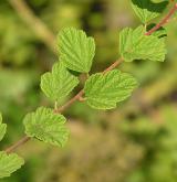 tavolník chlupatý <i>(Spiraea hirsuta (Hemsl.) C.K.Schneid.)</i>