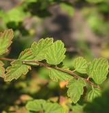 tavolník chlupatý <i>(Spiraea hirsuta (Hemsl.) C.K.Schneid.)</i> / List