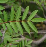 jeřáb ptačí <i>(Sorbus aucuparia)</i>