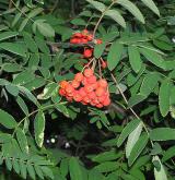 jeřáb ptačí <i>(Sorbus aucuparia)</i> / List