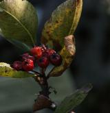 jeřáb mišpulka <i>(Sorbus chamaemespilus)</i> / Plod