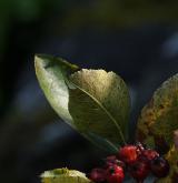 jeřáb mišpulka <i>(Sorbus chamaemespilus)</i> / List