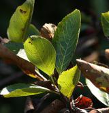 jeřáb mišpulka <i>(Sorbus chamaemespilus)</i> / List