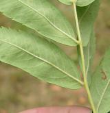 jeřáb oskeruše <i>(Sorbus domestica)</i> / List