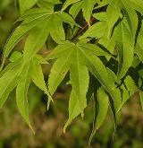 javor dlanitolistý <i>(Acer palmatum)</i> / List